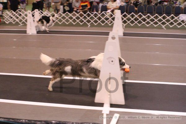 IMG_8586.jpg - Dawg Derby Flyball TournementJuly 11, 2010Classic CenterAthens, Ga