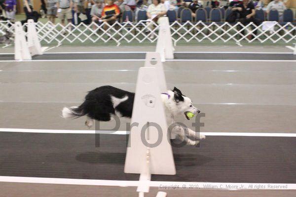 IMG_8594.jpg - Dawg Derby Flyball TournementJuly 11, 2010Classic CenterAthens, Ga