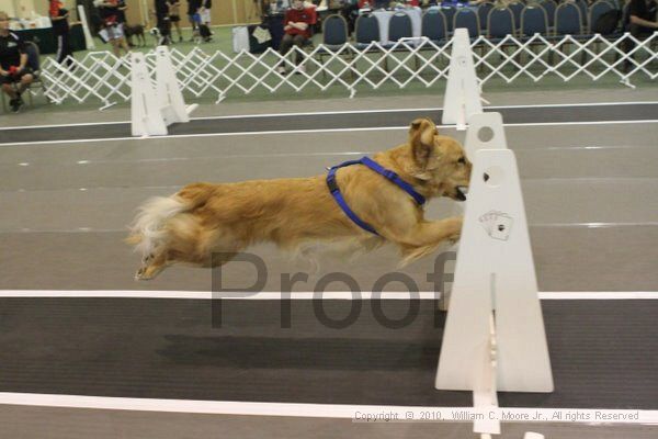 IMG_8601.jpg - Dawg Derby Flyball TournementJuly 11, 2010Classic CenterAthens, Ga