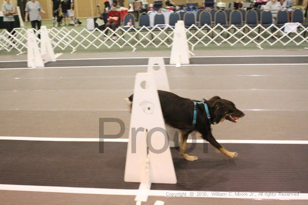 IMG_8611.jpg - Dawg Derby Flyball TournementJuly 11, 2010Classic CenterAthens, Ga