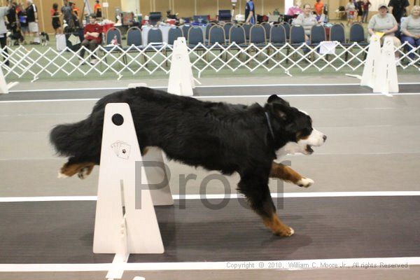 IMG_8614.jpg - Dawg Derby Flyball TournementJuly 11, 2010Classic CenterAthens, Ga