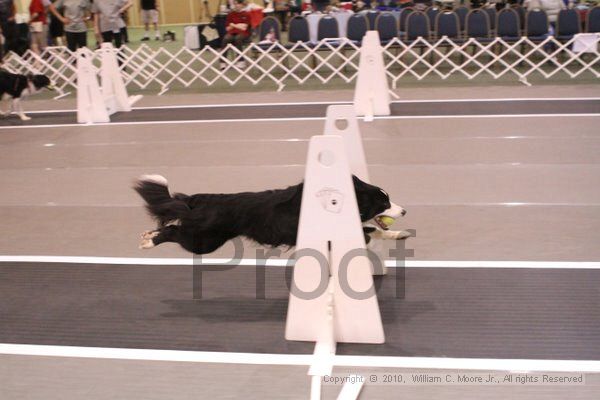 IMG_8616.jpg - Dawg Derby Flyball TournementJuly 11, 2010Classic CenterAthens, Ga
