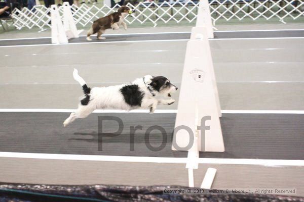 IMG_8617.jpg - Dawg Derby Flyball TournementJuly 11, 2010Classic CenterAthens, Ga