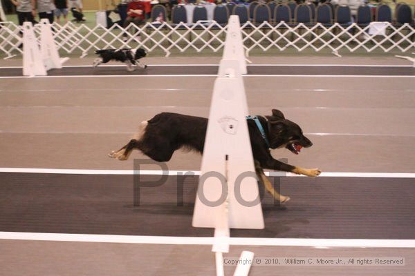 IMG_8620.jpg - Dawg Derby Flyball TournementJuly 11, 2010Classic CenterAthens, Ga