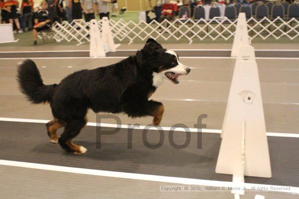 IMG_8622.jpg - Dawg Derby Flyball TournementJuly 11, 2010Classic CenterAthens, Ga