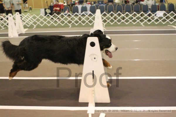 IMG_8623.jpg - Dawg Derby Flyball TournementJuly 11, 2010Classic CenterAthens, Ga