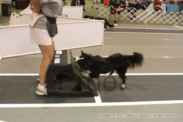 IMG_8624.jpg - Dawg Derby Flyball TournementJuly 11, 2010Classic CenterAthens, Ga