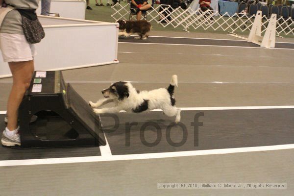 IMG_8626.jpg - Dawg Derby Flyball TournementJuly 11, 2010Classic CenterAthens, Ga