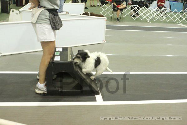 IMG_8627.jpg - Dawg Derby Flyball TournementJuly 11, 2010Classic CenterAthens, Ga