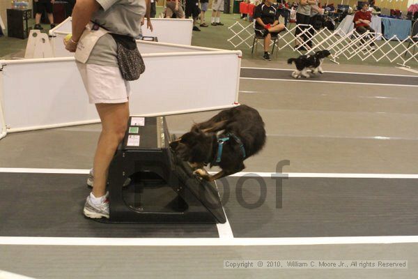 IMG_8629.jpg - Dawg Derby Flyball TournementJuly 11, 2010Classic CenterAthens, Ga