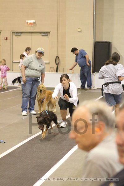 IMG_8634.jpg - Dawg Derby Flyball TournementJuly 11, 2010Classic CenterAthens, Ga