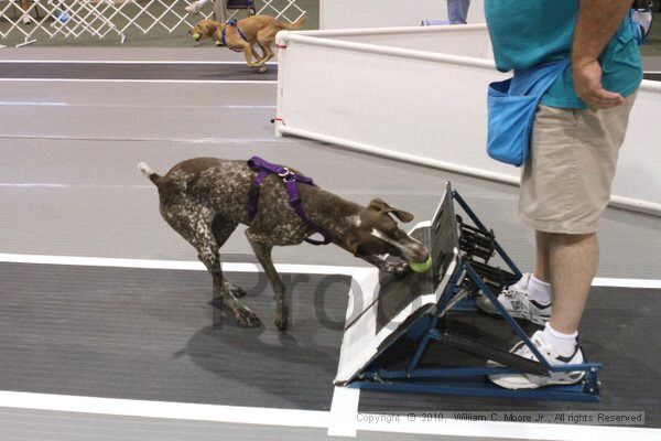 IMG_8640.jpg - Dawg Derby Flyball TournementJuly 11, 2010Classic CenterAthens, Ga