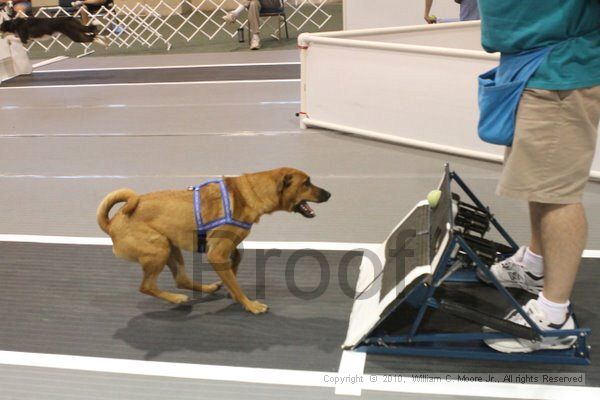 IMG_8641.jpg - Dawg Derby Flyball TournementJuly 11, 2010Classic CenterAthens, Ga