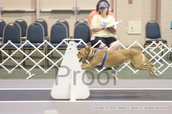 IMG_8647.jpg - Dawg Derby Flyball TournementJuly 11, 2010Classic CenterAthens, Ga