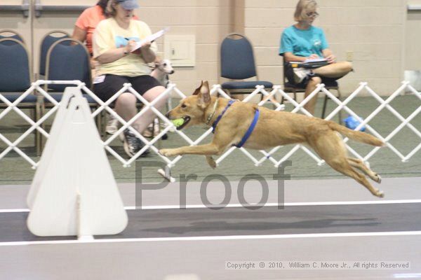 IMG_8649.jpg - Dawg Derby Flyball TournementJuly 11, 2010Classic CenterAthens, Ga