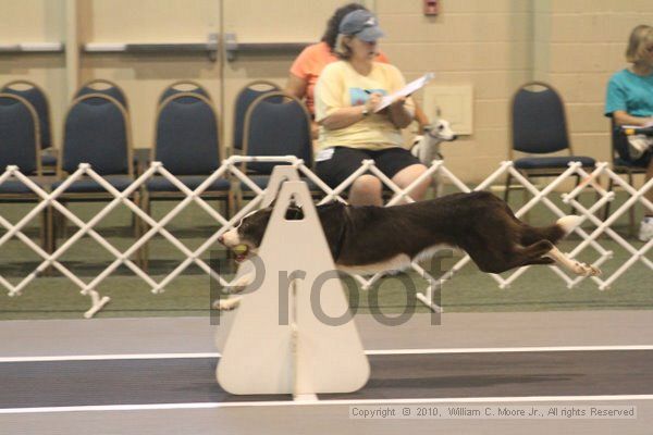 IMG_8650.jpg - Dawg Derby Flyball TournementJuly 11, 2010Classic CenterAthens, Ga