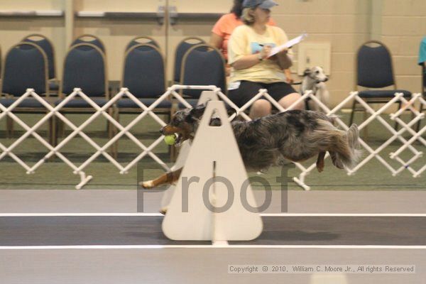 IMG_8652.jpg - Dawg Derby Flyball TournementJuly 11, 2010Classic CenterAthens, Ga