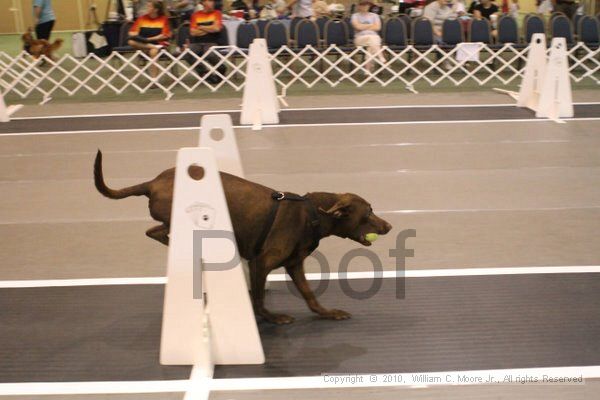 IMG_8660.jpg - Dawg Derby Flyball TournementJuly 11, 2010Classic CenterAthens, Ga