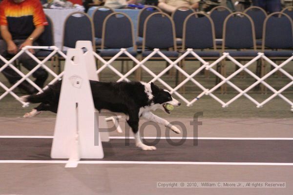 IMG_8662.jpg - Dawg Derby Flyball TournementJuly 11, 2010Classic CenterAthens, Ga