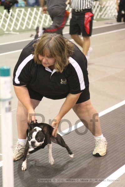 IMG_8667.jpg - Dawg Derby Flyball TournementJuly 11, 2010Classic CenterAthens, Ga