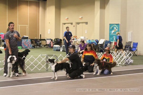 IMG_8673.jpg - Dawg Derby Flyball TournementJuly 11, 2010Classic CenterAthens, Ga