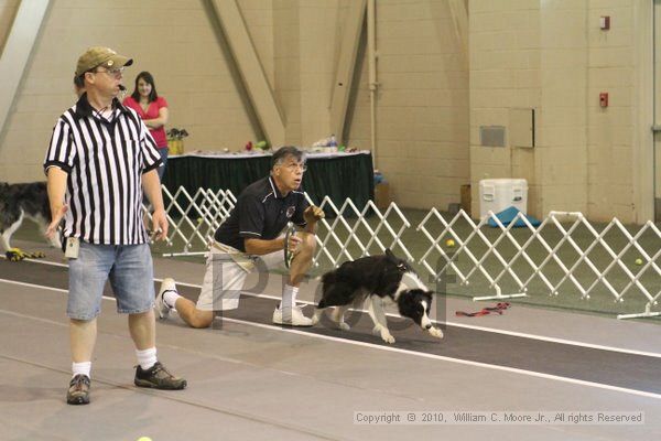 IMG_8684.jpg - Dawg Derby Flyball TournementJuly 11, 2010Classic CenterAthens, Ga