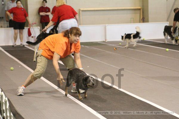 IMG_8685.jpg - Dawg Derby Flyball TournementJuly 11, 2010Classic CenterAthens, Ga