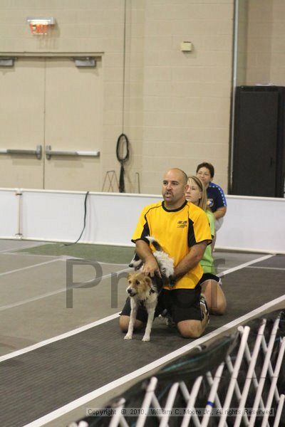 IMG_8688.jpg - Dawg Derby Flyball TournementJuly 11, 2010Classic CenterAthens, Ga