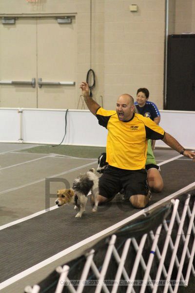 IMG_8689.jpg - Dawg Derby Flyball TournementJuly 11, 2010Classic CenterAthens, Ga