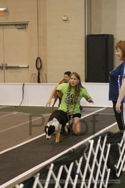 IMG_8690.jpg - Dawg Derby Flyball TournementJuly 11, 2010Classic CenterAthens, Ga