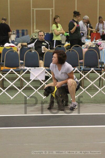 IMG_8694.jpg - Dawg Derby Flyball TournementJuly 11, 2010Classic CenterAthens, Ga