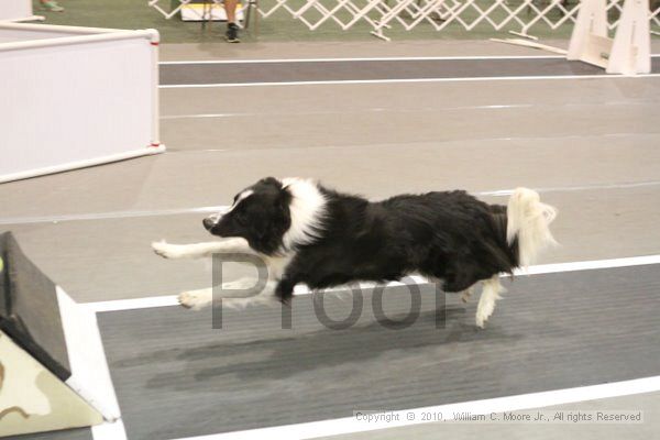 IMG_8700.jpg - Dawg Derby Flyball TournementJuly 11, 2010Classic CenterAthens, Ga