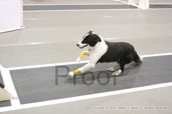 IMG_8705.jpg - Dawg Derby Flyball TournementJuly 11, 2010Classic CenterAthens, Ga