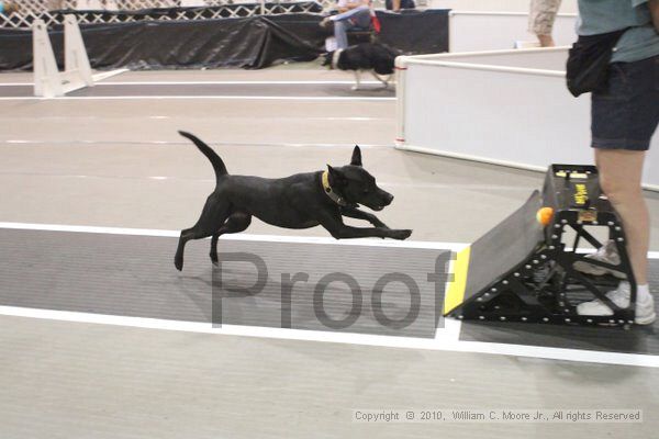 IMG_8715.jpg - Dawg Derby Flyball TournementJuly 11, 2010Classic CenterAthens, Ga