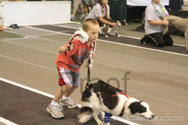 IMG_8722.jpg - Dawg Derby Flyball TournementJuly 11, 2010Classic CenterAthens, Ga