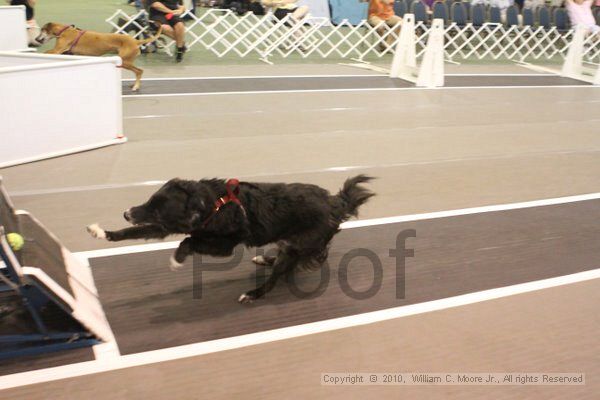 IMG_8725.jpg - Dawg Derby Flyball TournementJuly 11, 2010Classic CenterAthens, Ga