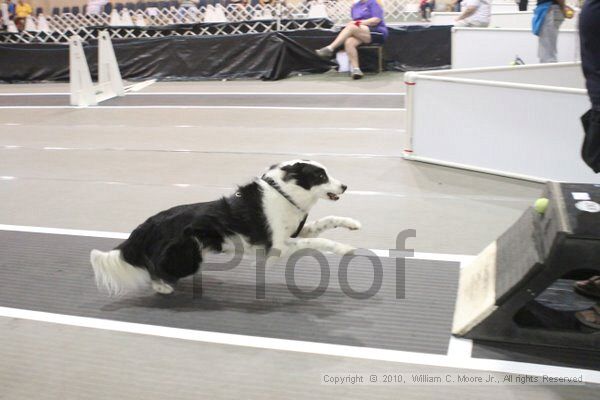 IMG_8733.jpg - Dawg Derby Flyball TournementJuly 11, 2010Classic CenterAthens, Ga