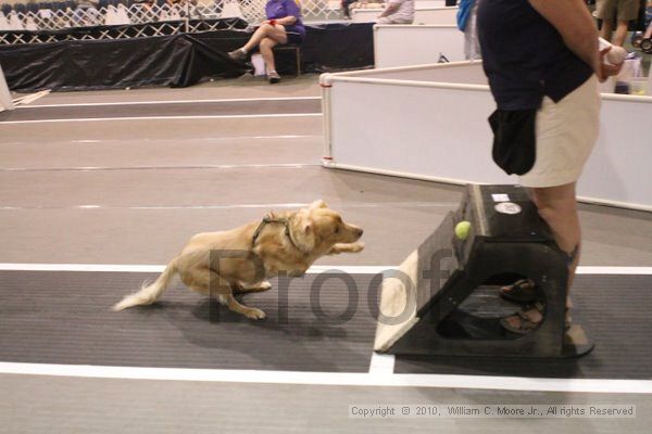 IMG_8737.jpg - Dawg Derby Flyball TournementJuly 11, 2010Classic CenterAthens, Ga