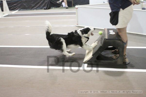 IMG_8744.jpg - Dawg Derby Flyball TournementJuly 11, 2010Classic CenterAthens, Ga