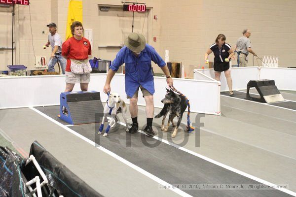IMG_8750.jpg - Dawg Derby Flyball TournementJuly 11, 2010Classic CenterAthens, Ga