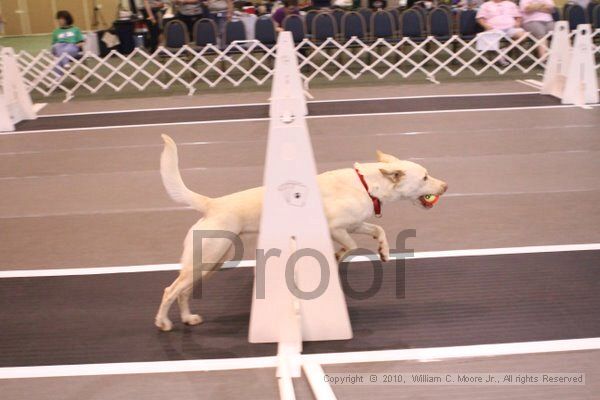 IMG_8760.jpg - Dawg Derby Flyball TournementJuly 11, 2010Classic CenterAthens, Ga