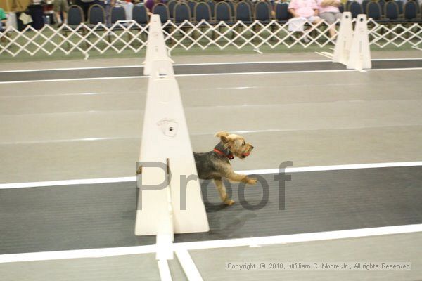 IMG_8762.jpg - Dawg Derby Flyball TournementJuly 11, 2010Classic CenterAthens, Ga