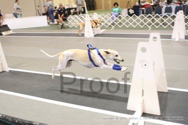 IMG_8765.jpg - Dawg Derby Flyball TournementJuly 11, 2010Classic CenterAthens, Ga