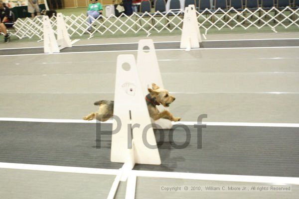 IMG_8770.jpg - Dawg Derby Flyball TournementJuly 11, 2010Classic CenterAthens, Ga