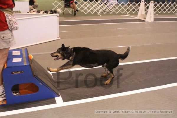 IMG_8772.jpg - Dawg Derby Flyball TournementJuly 11, 2010Classic CenterAthens, Ga