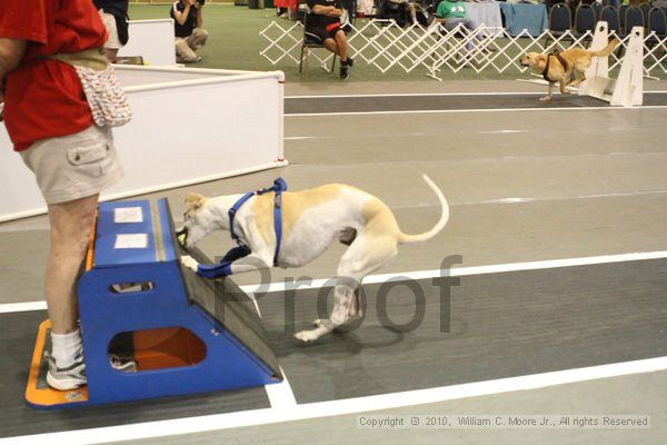 IMG_8775.jpg - Dawg Derby Flyball TournementJuly 11, 2010Classic CenterAthens, Ga