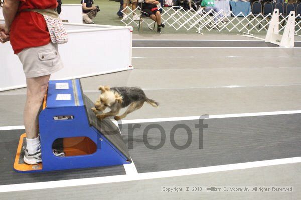 IMG_8781.jpg - Dawg Derby Flyball TournementJuly 11, 2010Classic CenterAthens, Ga