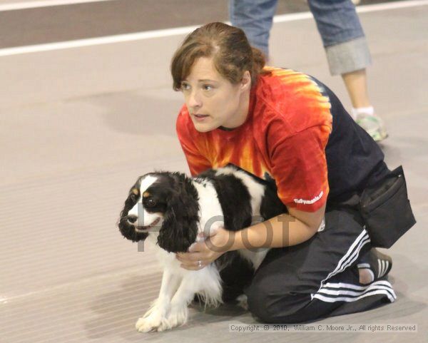 IMG_8786.jpg - Dawg Derby Flyball TournementJuly 11, 2010Classic CenterAthens, Ga