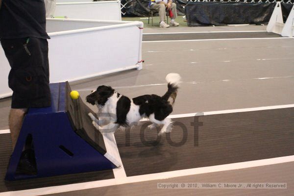 IMG_8792.jpg - Dawg Derby Flyball TournementJuly 11, 2010Classic CenterAthens, Ga