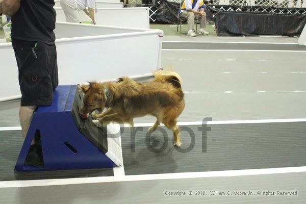 IMG_8795.jpg - Dawg Derby Flyball TournementJuly 11, 2010Classic CenterAthens, Ga